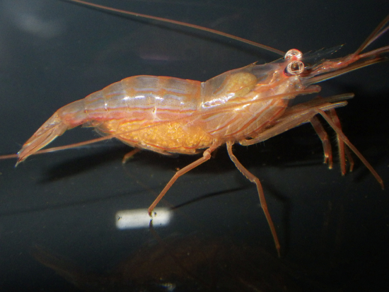  Lysmata wurdemanni (Peppermint Shrimp, Caribbean Cleaner Shrimp, Veined Shrimp)